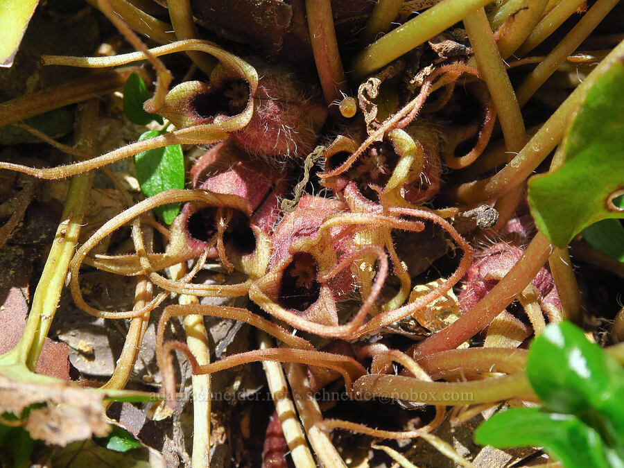 marbled wild ginger flowers (Asarum marmoratum) [Forest Road 4201, Rogue River-Siskiyou National Forest, Josephine County, Oregon]