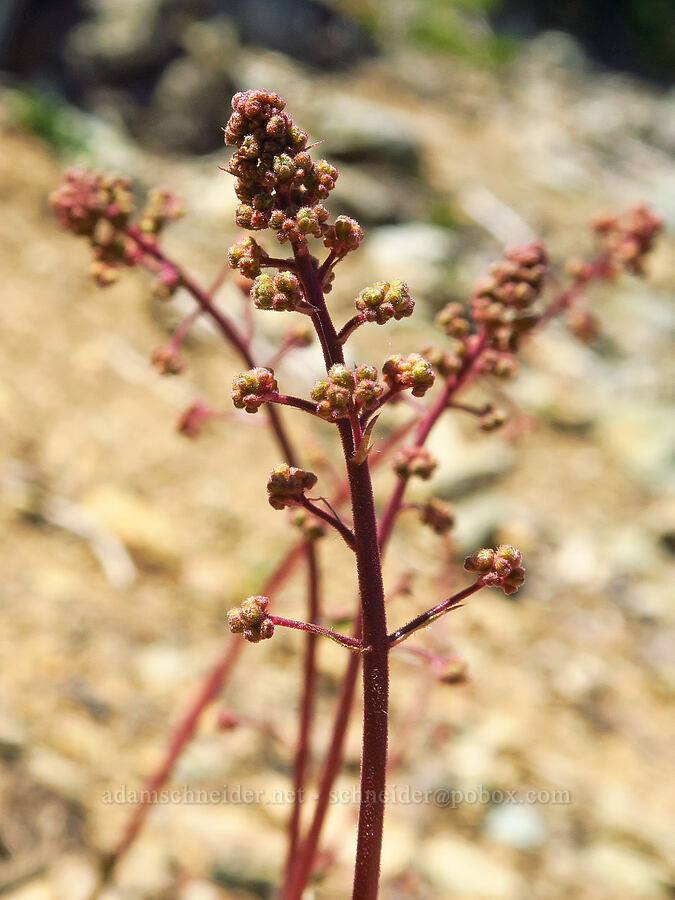 small-flowered alumroot, budding (Heuchera micrantha) [Forest Road 4201, Rogue River-Siskiyou National Forest, Josephine County, Oregon]