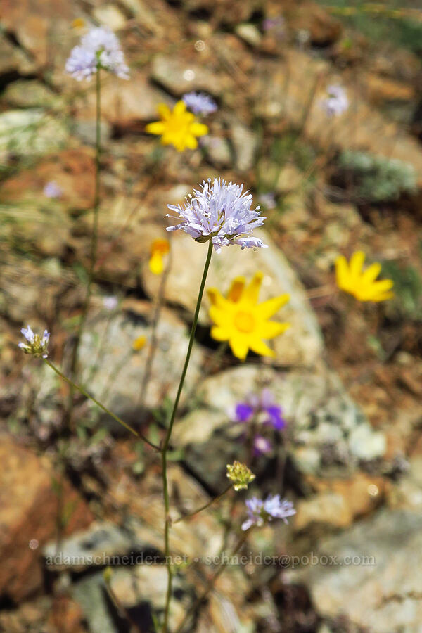 blue-head gilia & Oregon sunshine (Gilia capitata, Eriophyllum lanatum var. achilleoides) [Days Gulch Botanical Area, Rogue River-Siskiyou National Forest, Josephine County, Oregon]