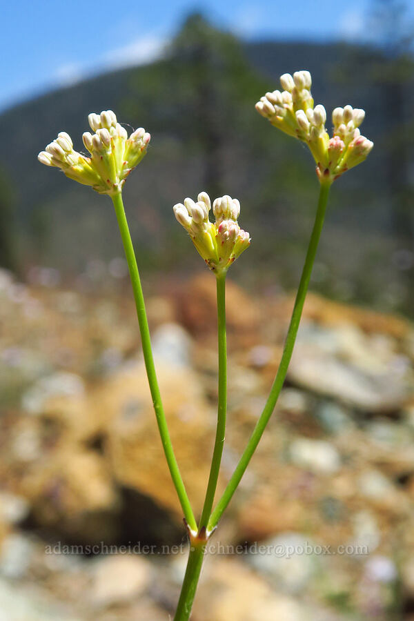 bare-stem buckwheat, budding (Eriogonum nudum var. nudum) [Days Gulch Botanical Area, Rogue River-Siskiyou National Forest, Josephine County, Oregon]