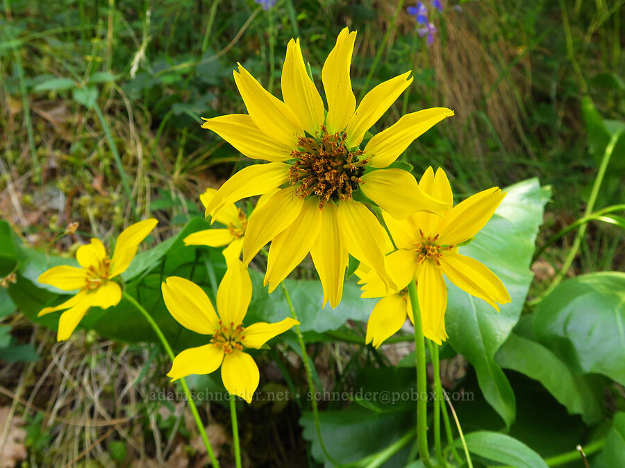 deltoid balsamroot (Balsamorhiza deltoidea) [Days Gulch Botanical Area, Rogue River-Siskiyou National Forest, Josephine County, Oregon]