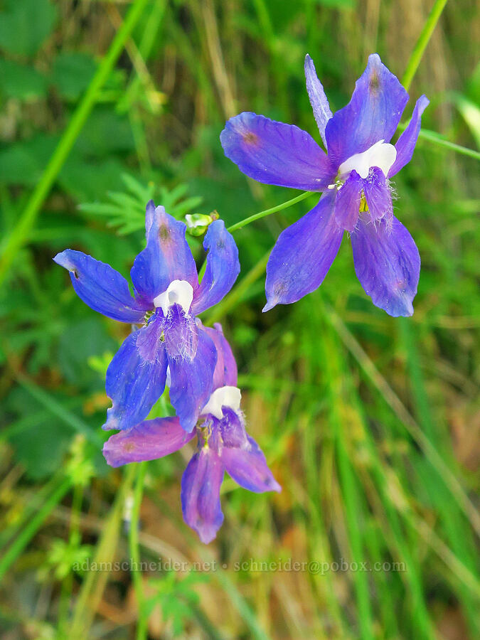 larkspur (which?) (Delphinium sp.) [Days Gulch Botanical Area, Rogue River-Siskiyou National Forest, Josephine County, Oregon]