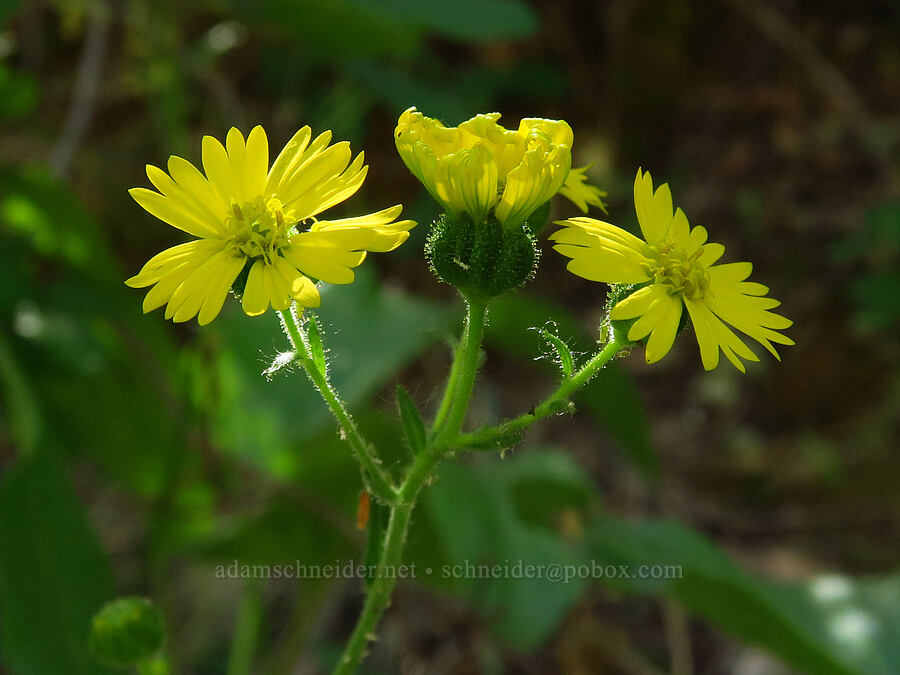 common madia (?) (Madia elegans) [Days Gulch Botanical Area, Rogue River-Siskiyou National Forest, Josephine County, Oregon]