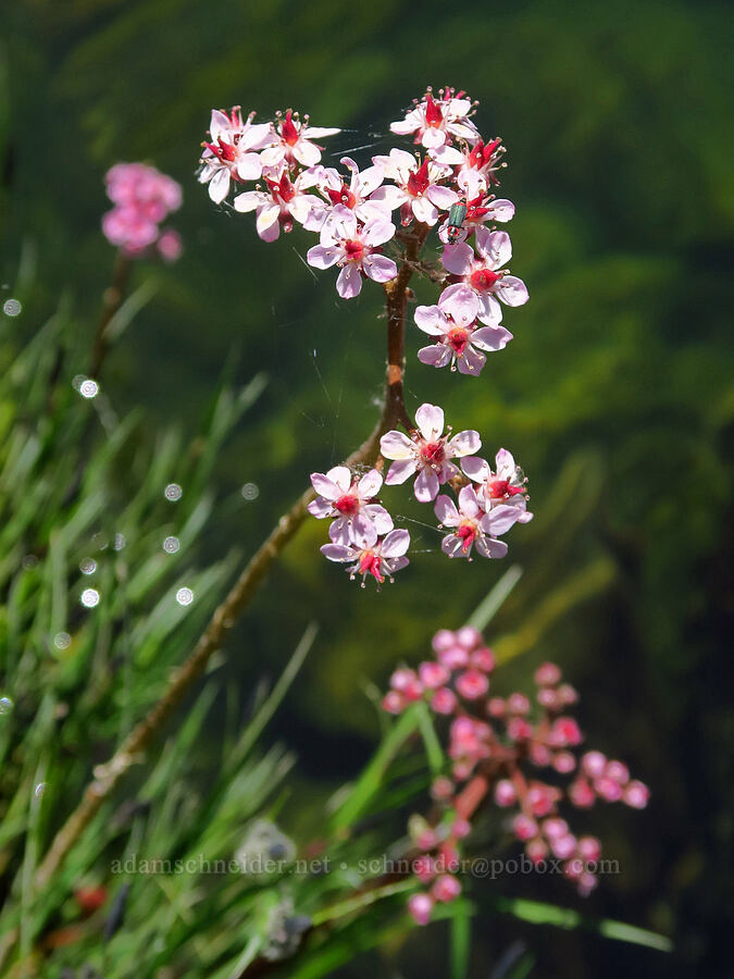 Indian-rhubarb (umbrella plant) (Darmera peltata) [Eight Dollar Bridge, Rogue River-Siskiyou National Forest, Josephine County, Oregon]