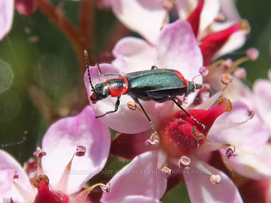 malachite beetle on umbrella plant (Darmera peltata) [Eight Dollar Bridge, Rogue River-Siskiyou National Forest, Josephine County, Oregon]