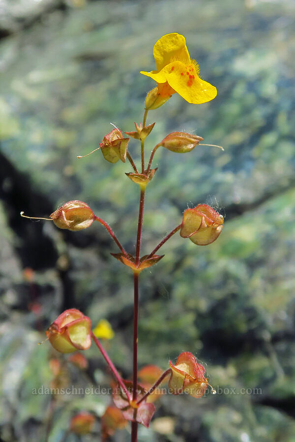 little-leaf monkeyflower & serpentine (Erythranthe microphylla (Mimulus microphyllus)) [Eight Dollar Bridge, Rogue River-Siskiyou National Forest, Josephine County, Oregon]