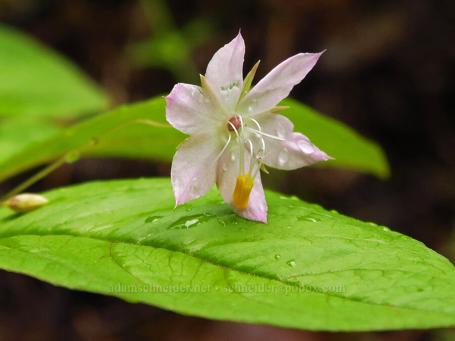 western starflower (Lysimachia latifolia (Trientalis borealis ssp. latifolia)) [Dog Mountain Trail, Gifford Pinchot National Forest, Skamania County, Washington]