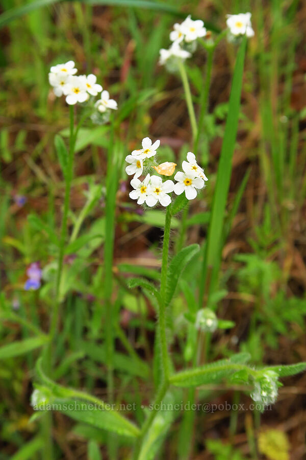 common cryptantha (Cryptantha intermedia) [Dog Mountain Trail, Gifford Pinchot National Forest, Skamania County, Washington]