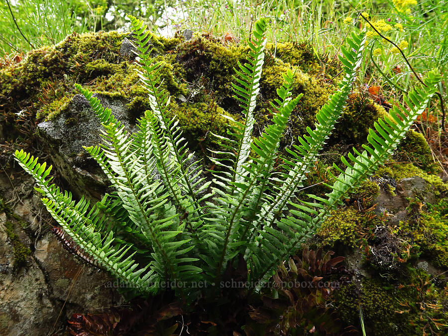 narrow-leaf sword fern (Polystichum imbricans) [Dog Mountain Trail, Gifford Pinchot National Forest, Skamania County, Washington]