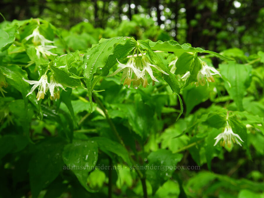 Hooker's fairy bells (Prosartes hookeri (Disporum hookeri)) [Dog Mountain Trail, Gifford Pinchot National Forest, Skamania County, Washington]