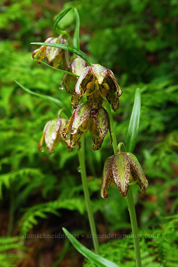 checker lily (Fritillaria affinis) [Dog Mountain Trail, Gifford Pinchot National Forest, Skamania County, Washington]