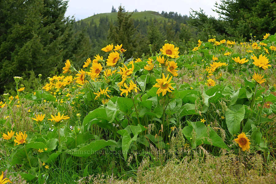 balsamroot (Balsamorhiza sp.) [Dog Mountain Trail, Gifford Pinchot National Forest, Skamania County, Washington]