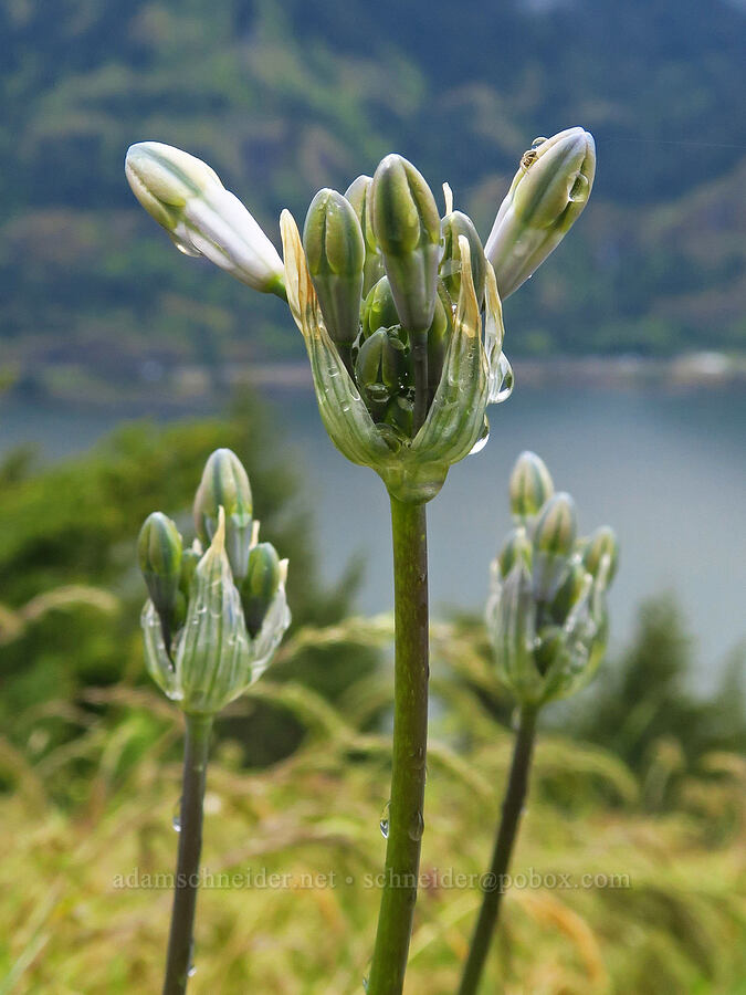 bi-colored cluster lily, budding (Triteleia grandiflora var. howellii (Brodiaea bicolor)) [Dog Mountain Trail, Gifford Pinchot National Forest, Skamania County, Washington]