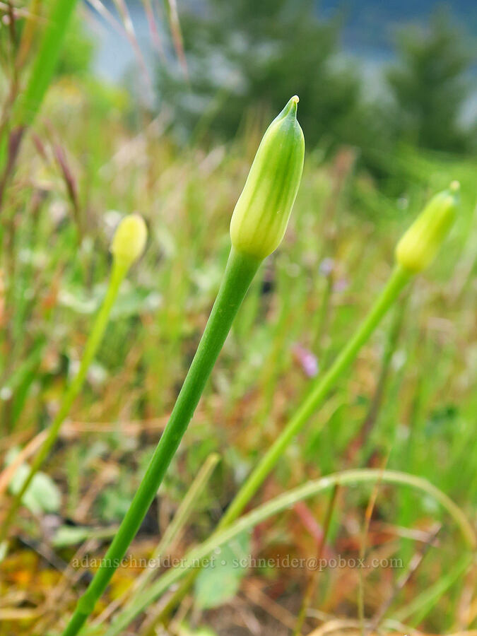 taper-tip onion, budding (Allium acuminatum) [Dog Mountain, Gifford Pinchot National Forest, Skamania County, Washington]