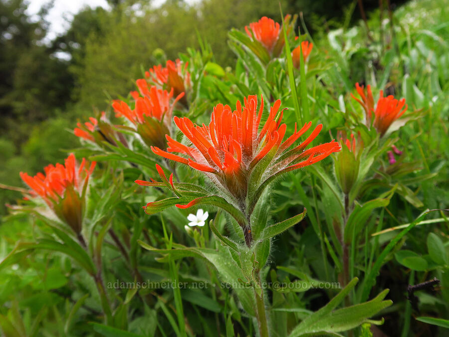 harsh paintbrush (Castilleja hispida) [Dog Mountain, Gifford Pinchot National Forest, Skamania County, Washington]