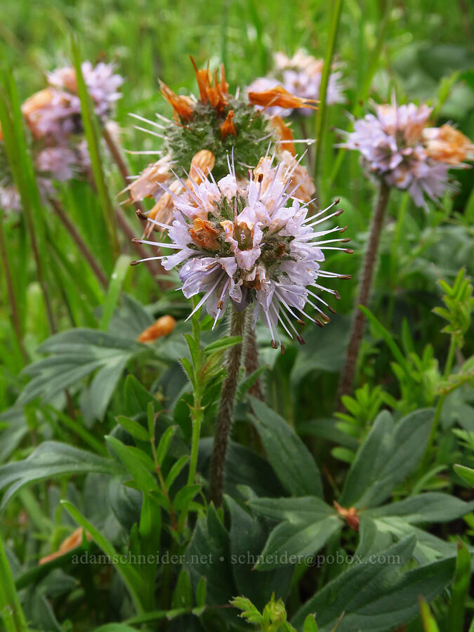 ball-head waterleaf (Hydrophyllum capitatum var. thompsonii) [Dog Mountain, Gifford Pinchot National Forest, Skamania County, Washington]