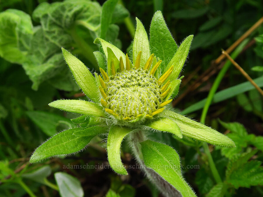 balsamroot, budding (Balsamorhiza sp.) [Dog Mountain, Gifford Pinchot National Forest, Skamania County, Washington]