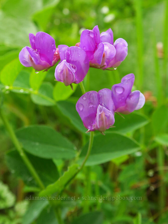 American vetch (Vicia americana) [Dog Mountain, Gifford Pinchot National Forest, Skamania County, Washington]