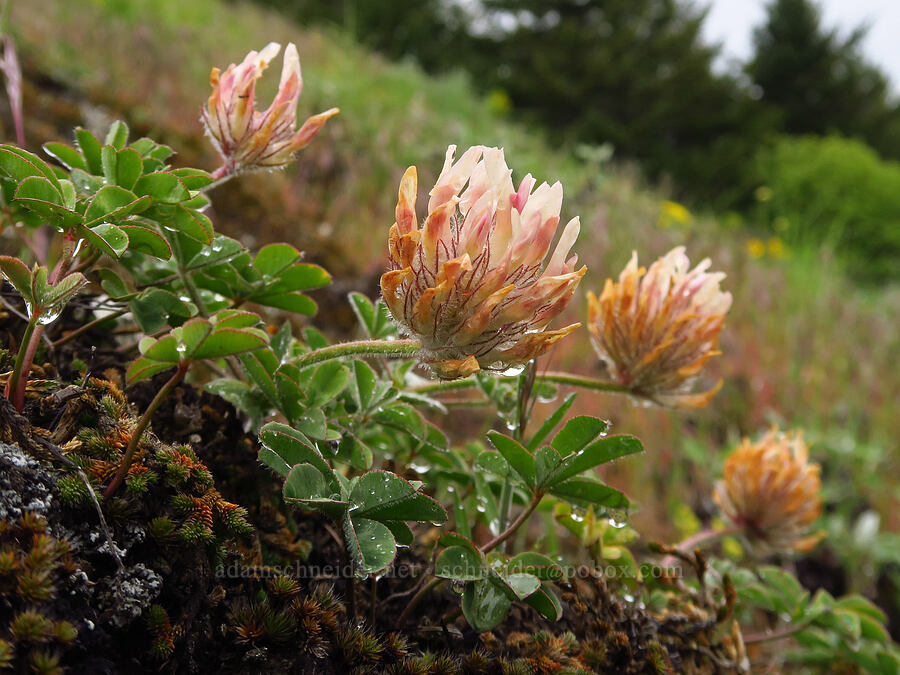 big-head clover (Trifolium macrocephalum) [Dog Mountain, Gifford Pinchot National Forest, Skamania County, Washington]