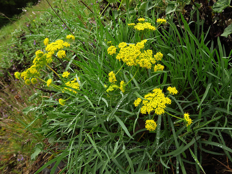 nine-leaf desert parsley (Lomatium brevifolium (Lomatium triternatum var. brevifolium)) [Dog Mountain, Gifford Pinchot National Forest, Skamania County, Washington]