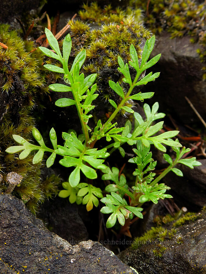 blue-head gilia leaves (Gilia capitata) [Dog Mountain, Gifford Pinchot National Forest, Skamania County, Washington]