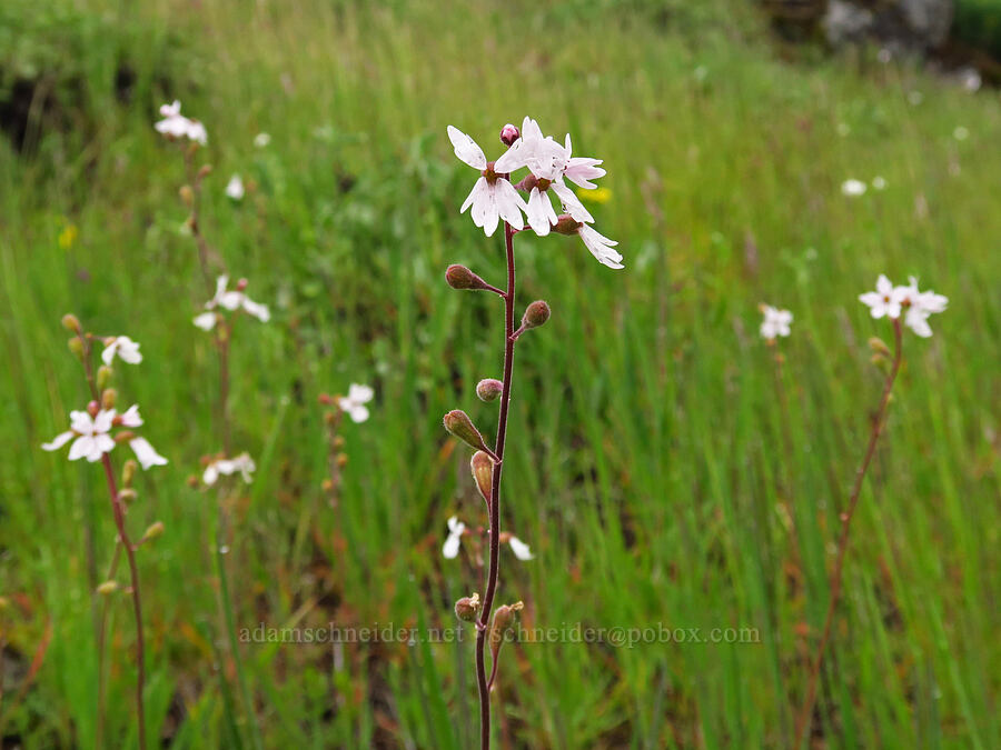 prairie stars (Lithophragma parviflorum) [Dog Mountain, Gifford Pinchot National Forest, Skamania County, Washington]