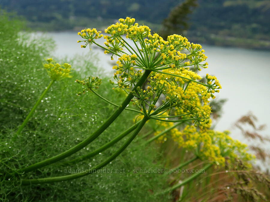 Klickitat desert parsley (Lomatium klickitatense (Lomatium grayi)) [Dog Mountain, Gifford Pinchot National Forest, Skamania County, Washington]