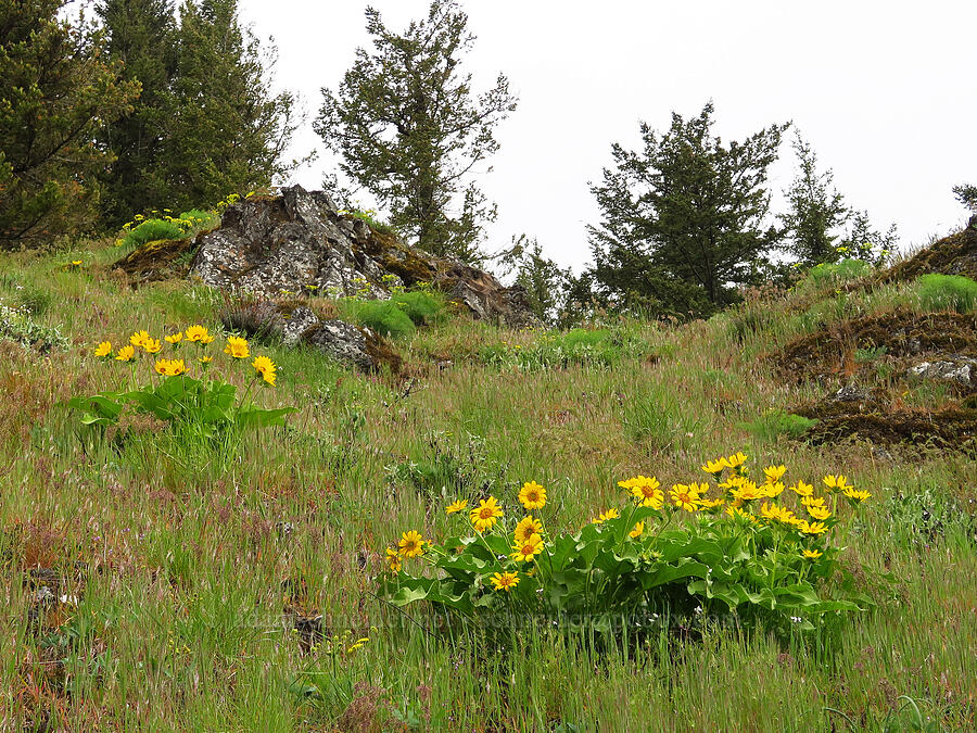 balsamroot (Balsamorhiza sp.) [Dog Mountain, Gifford Pinchot National Forest, Skamania County, Washington]