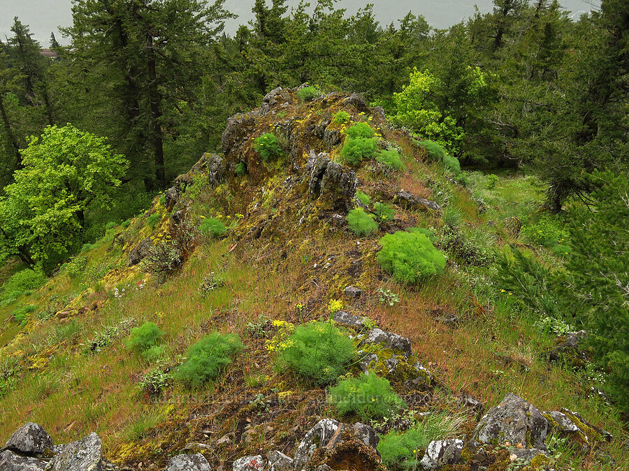 Klickitat desert parsley (Lomatium klickitatense (Lomatium grayi)) [Dog Mountain, Gifford Pinchot National Forest, Skamania County, Washington]