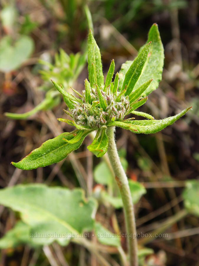 heart-leaf buckwheat, budding (Eriogonum compositum) [Dog Mountain, Gifford Pinchot National Forest, Skamania County, Washington]