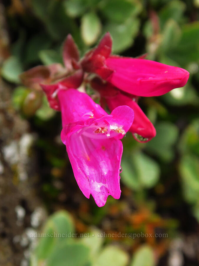 cliff penstemon (Penstemon rupicola) [Dog Mountain, Gifford Pinchot National Forest, Skamania County, Washington]