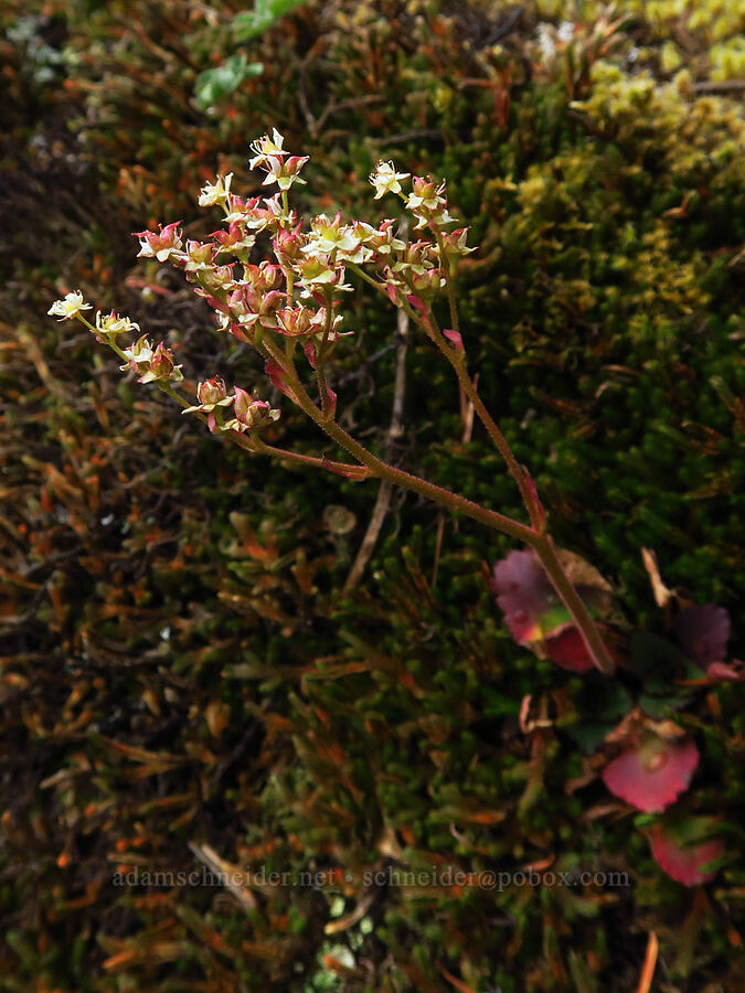 rusty-hair saxifrage (Micranthes rufidula (Saxifraga occidentalis ssp. rufidula)) [Dog Mountain, Gifford Pinchot National Forest, Skamania County, Washington]