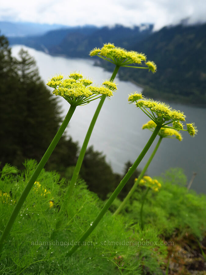 Klickitat desert parsley (Lomatium klickitatense (Lomatium grayi)) [Dog Mountain, Gifford Pinchot National Forest, Skamania County, Washington]