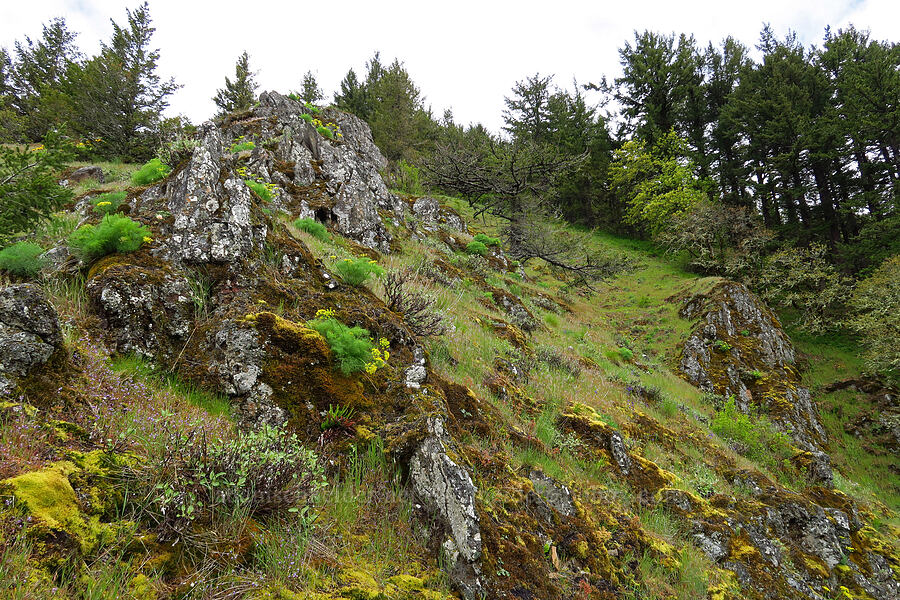 cliffs [Dog Mountain, Gifford Pinchot National Forest, Skamania County, Washington]