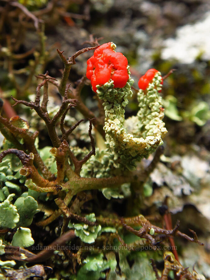 pixie-cup lichen (Cladonia sp.) [Dog Mountain, Gifford Pinchot National Forest, Skamania County, Washington]