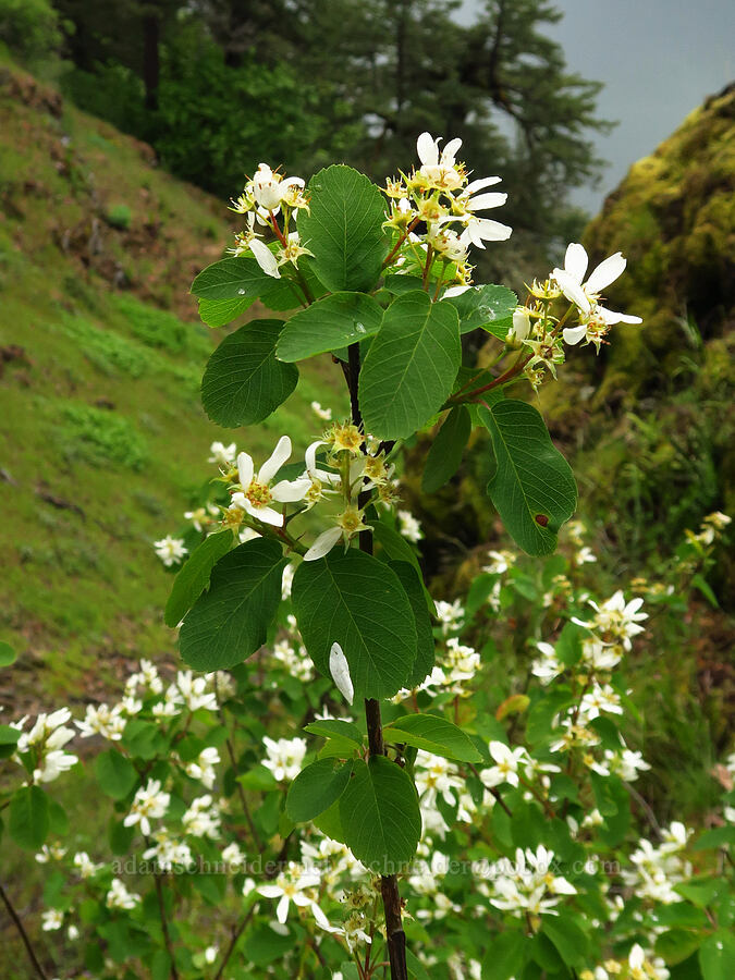 serviceberry (Amelanchier alnifolia) [Dog Mountain, Gifford Pinchot National Forest, Skamania County, Washington]