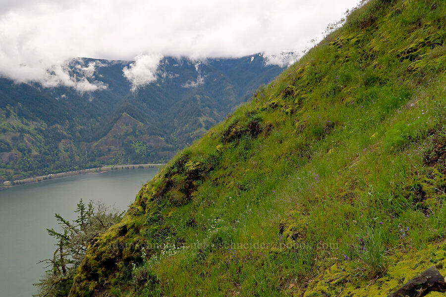 steep hillside [Dog Mountain, Gifford Pinchot National Forest, Skamania County, Washington]