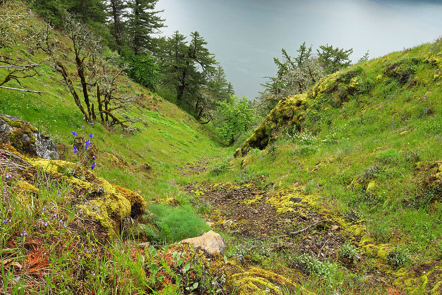 steep gully [Dog Mountain, Gifford Pinchot National Forest, Skamania County, Washington]