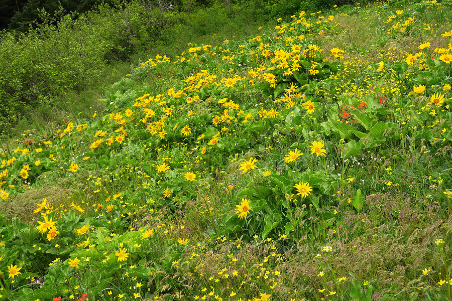 wildflowers [Dog Mountain Trail, Gifford Pinchot National Forest, Skamania County, Washington]