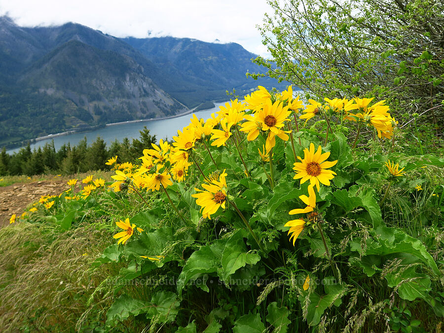 balsamroot (Balsamorhiza sp.) [Dog Mountain Trail, Gifford Pinchot National Forest, Skamania County, Washington]