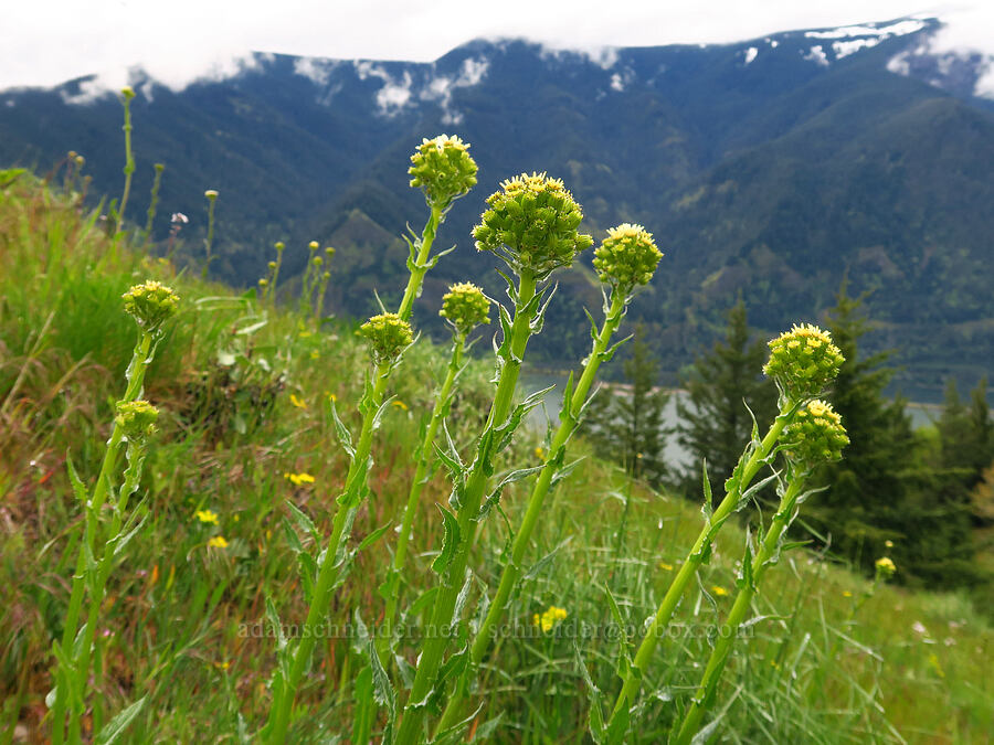 white western groundsel, budding (Senecio integerrimus var. ochroleucus) [Dog Mountain, Gifford Pinchot National Forest, Skamania County, Washington]