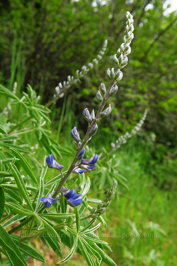 spurred lupine (Lupinus arbustus) [Dog Mountain, Gifford Pinchot National Forest, Skamania County, Washington]