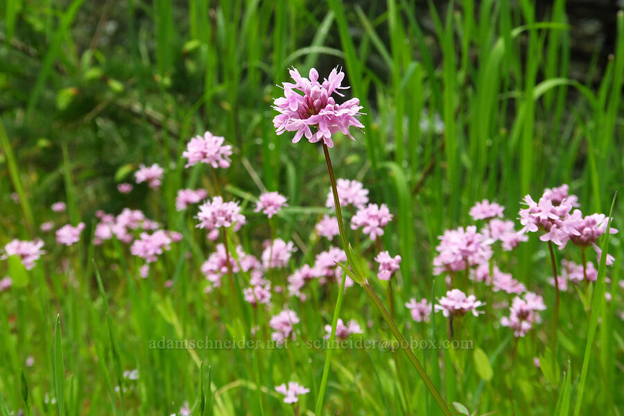 rosy plectritis (Plectritis congesta) [Dog Mountain, Gifford Pinchot National Forest, Skamania County, Washington]