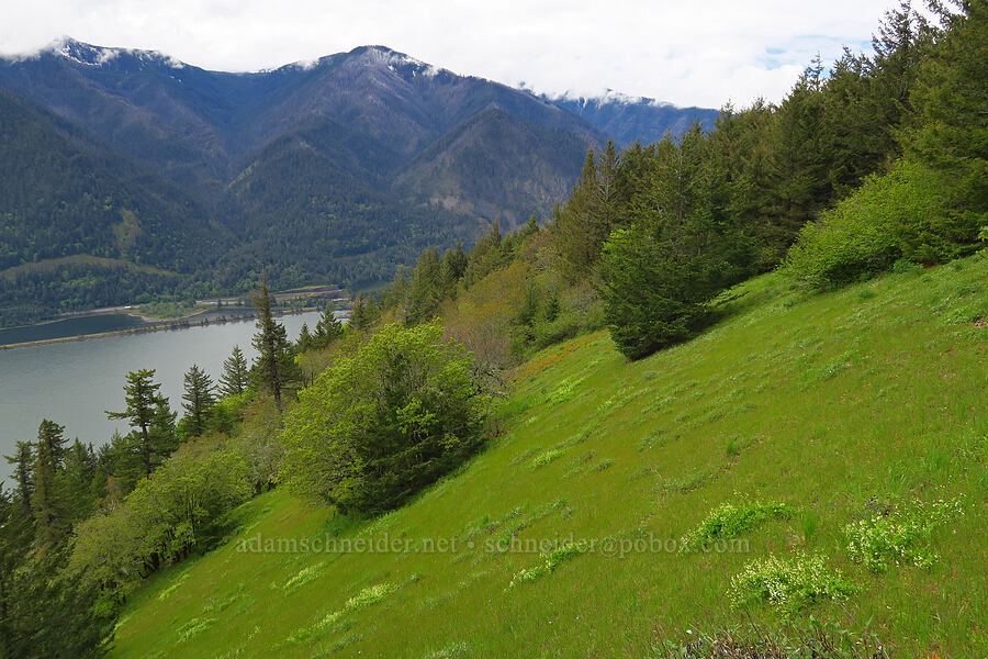 hillside meadows [Dog Mountain, Gifford Pinchot National Forest, Skamania County, Washington]