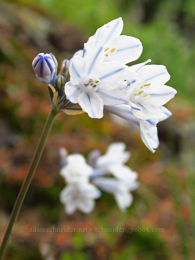 bi-colored cluster lily (Triteleia grandiflora var. howellii (Brodiaea bicolor)) [Dog Mountain, Gifford Pinchot National Forest, Skamania County, Washington]