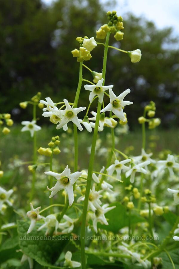 coastal manroot (Marah oregana (Marah oreganus)) [Dog Mountain, Gifford Pinchot National Forest, Skamania County, Washington]