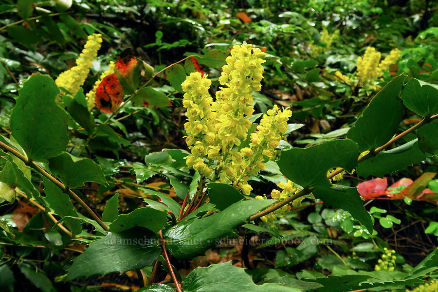 Cascade Oregon-grape (Mahonia nervosa (Berberis nervosa)) [Dog Mountain Trail, Gifford Pinchot National Forest, Skamania County, Washington]