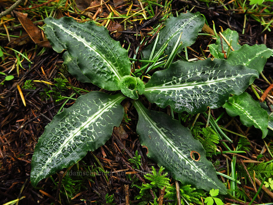 rattlesnake plantain orchid leaves (Goodyera oblongifolia) [Dog Mountain Trail, Gifford Pinchot National Forest, Skamania County, Washington]