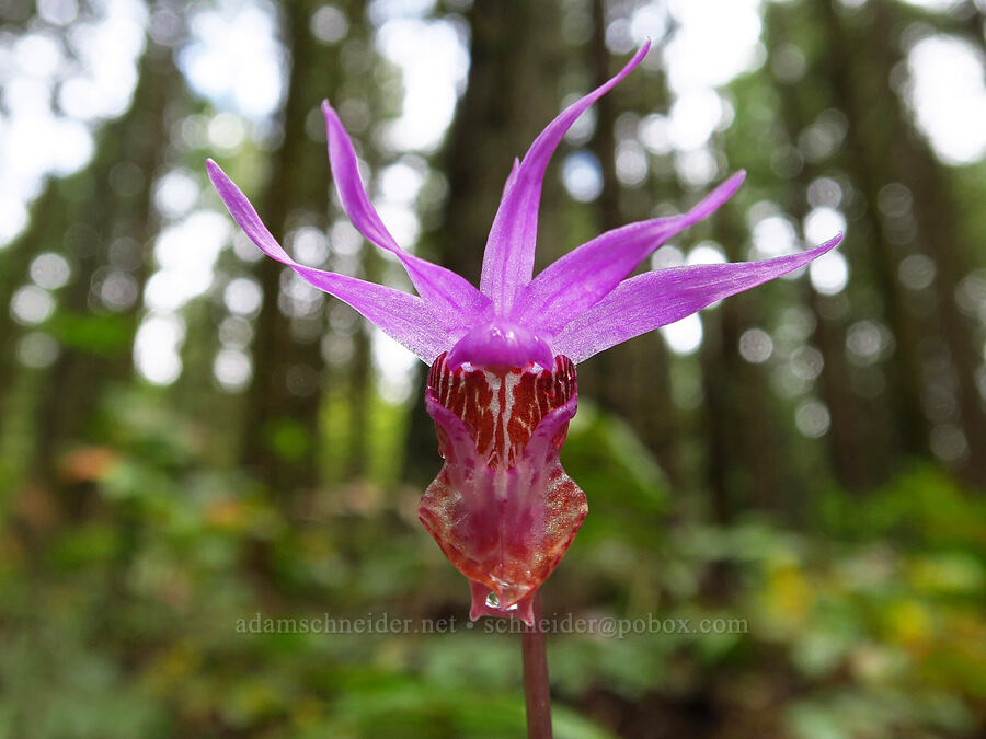 fairy-slipper orchid (Calypso bulbosa) [Dog Mountain, Gifford Pinchot National Forest, Skamania County, Washington]