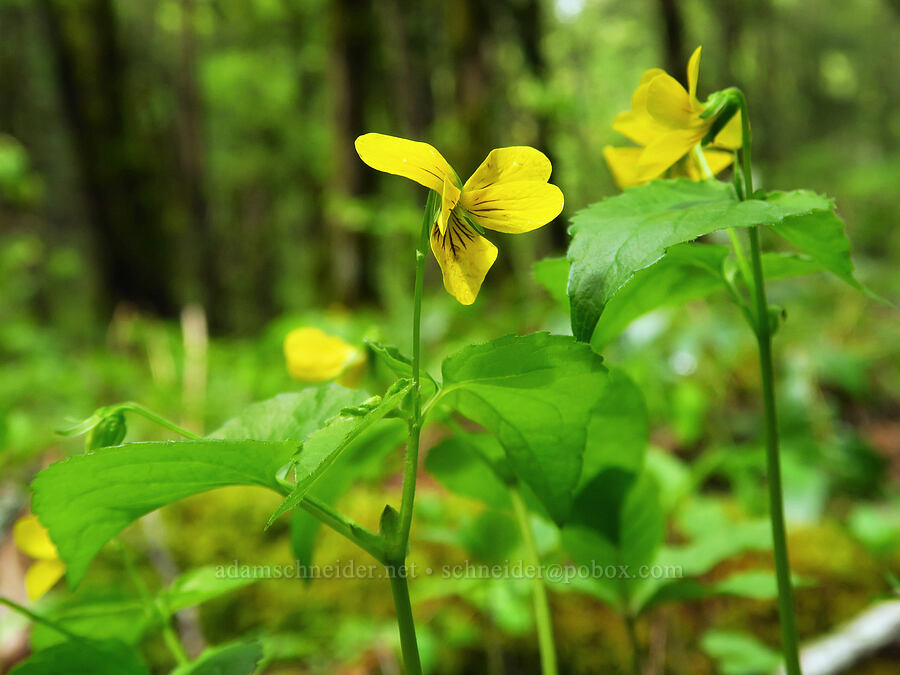 pioneer violets (Viola glabella) [Dog Mountain Trail, Gifford Pinchot National Forest, Skamania County, Washington]